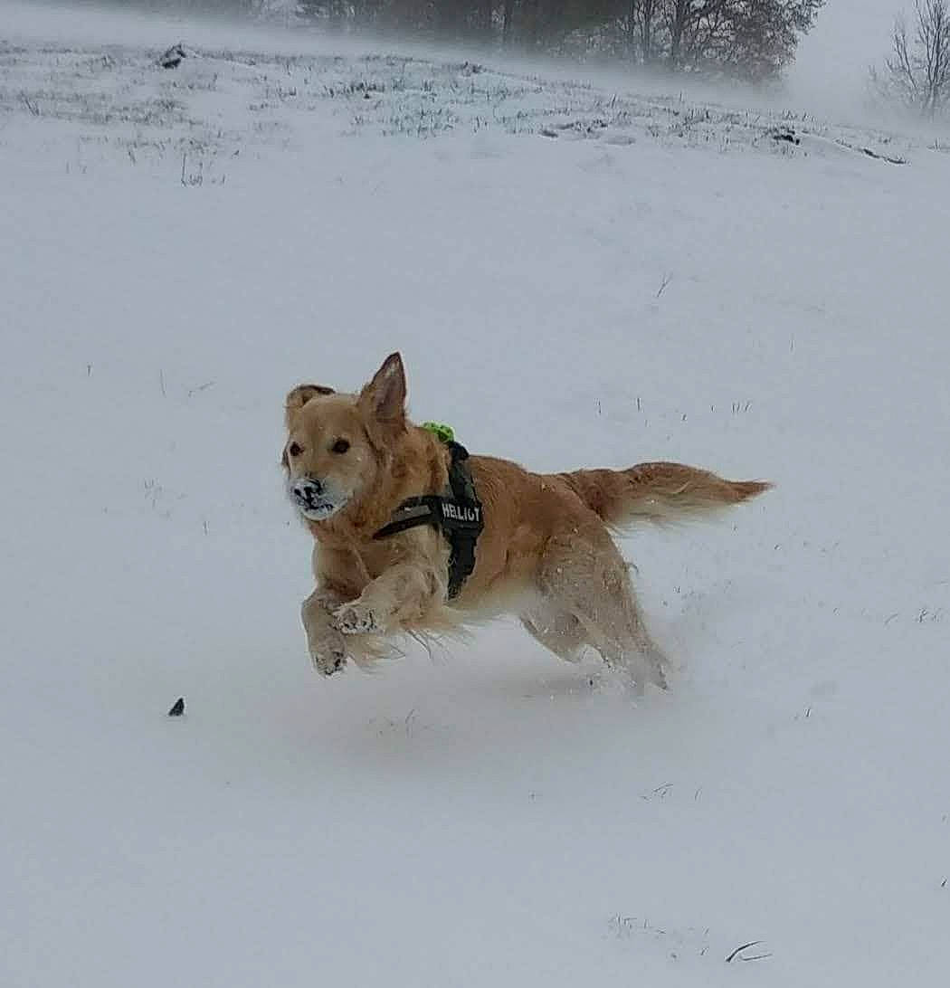 Helliot participe au concours pour gagner de l'argent avec cette photo : ancient_dog_breeds, canidae, canis, carnivore, collar, companion_dog, dog, dog_breed, dog_collar, dog_supply, freezing, pack_animal, pet_supply, plant, retriever, snow, tail, winter, working_animal, working_dog