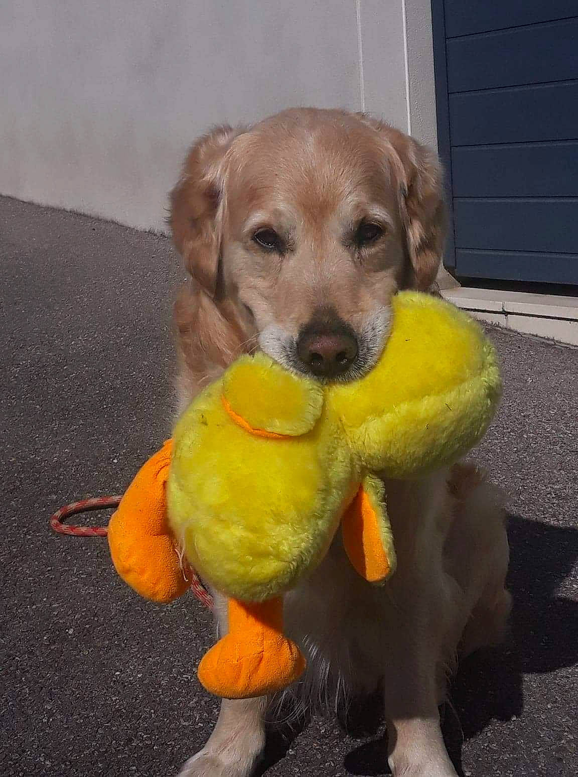 Helliot a rejoint le concours — aidez-le/la à gagner de superbes lots ! canidae, carnivore, companion_dog, dog, dog_breed, dog_clothes, dog_supply, dog_toy, fawn, flooring, fur, paw, pet_supply, plush, snout, sporting_group, stuffed_toy, tail, toy, working_animal