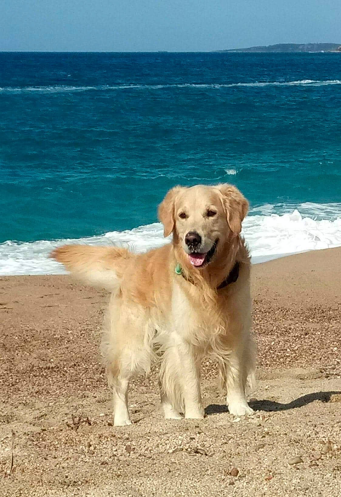 Helliot a rejoint le concours — aidez-le/la à gagner de superbes lots ! ball, beach, carnivore, coast, companion_dog, dog, dog_breed, fawn, golden_retriever, gun_dog, horizon, labrador_retriever, lake, ocean, retriever, sky, sporting_group, tail, water, working_animal