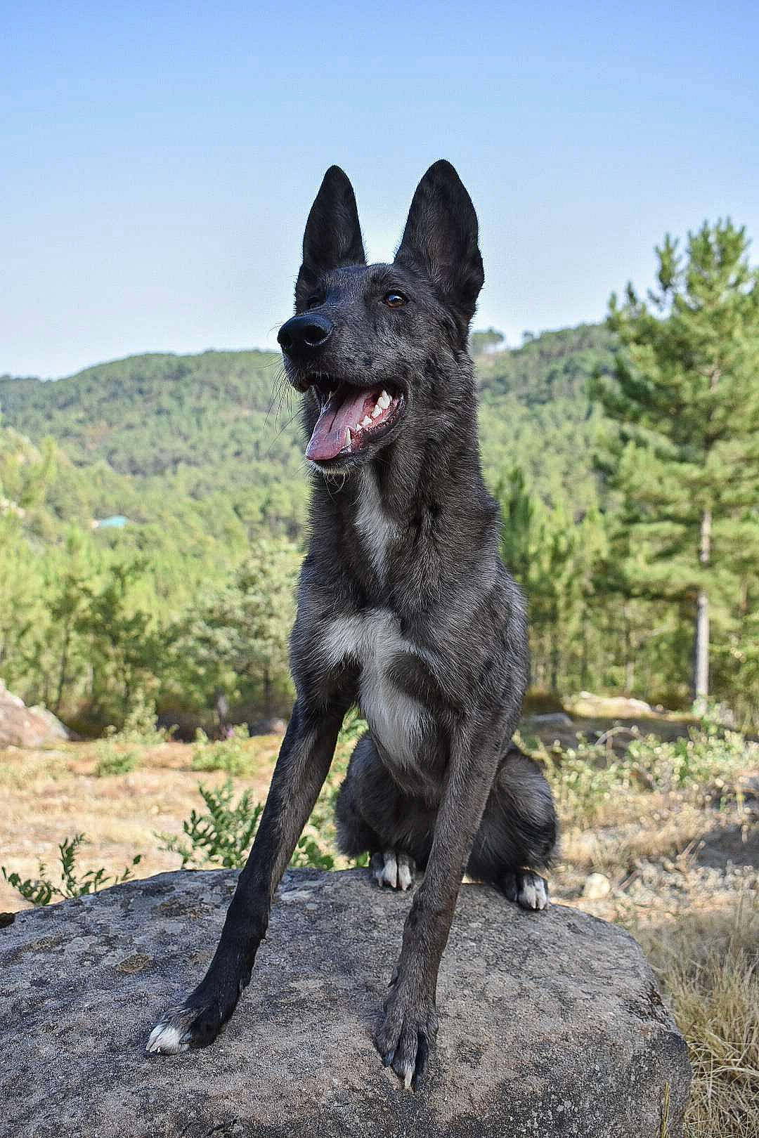 Lucky a rejoint le concours — aidez-le/la à gagner de superbes lots ! black_norwegian_elkhound, canidae, carnivore, dog, dog_breed, dutch_shepherd_dog, east_european_shepherd, kai_ken, kunming_wolfdog, mammal, rare_breed_dog, vertebrate, working_dog