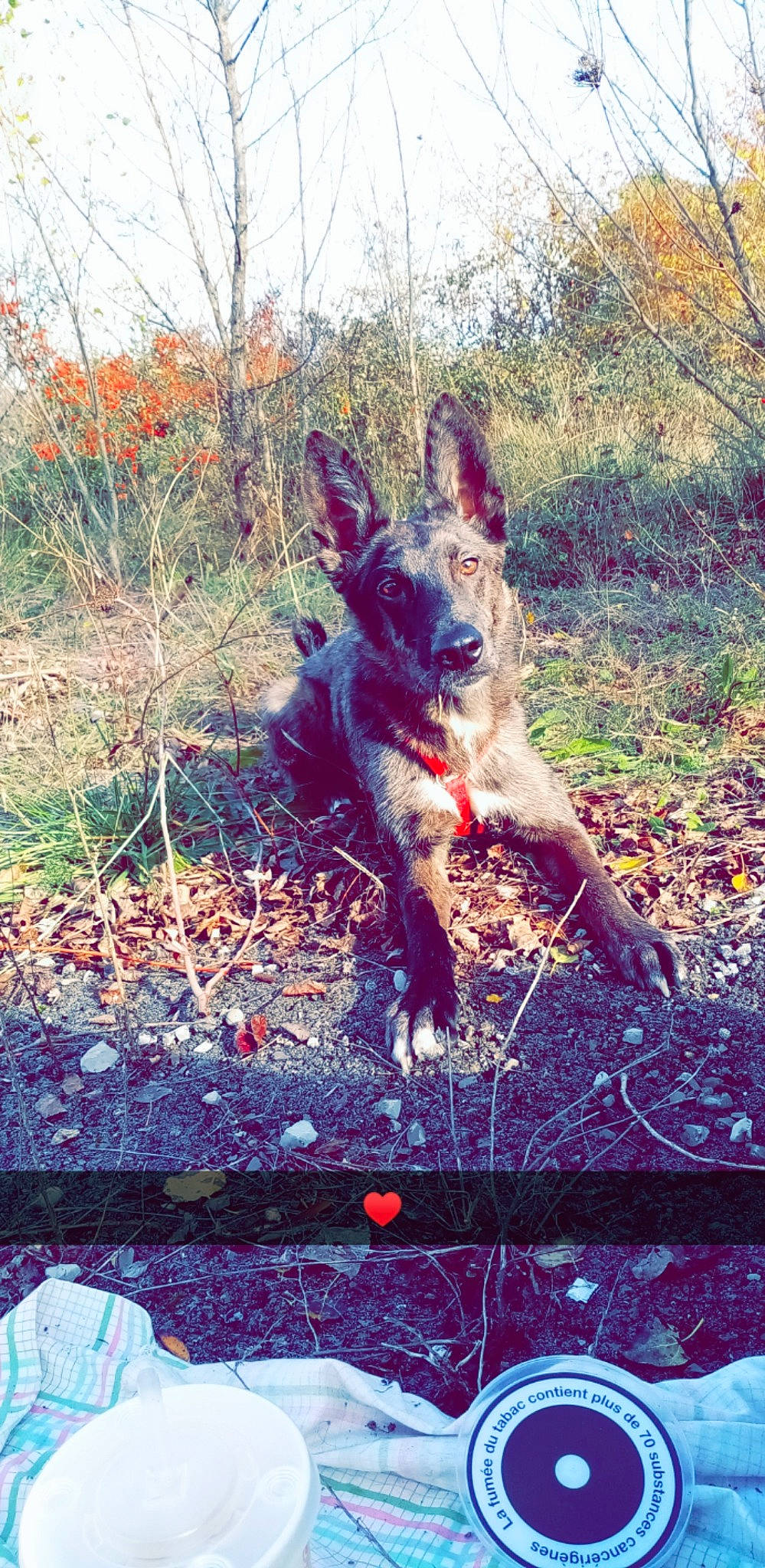 Lucky participe au concours pour gagner de l'argent avec cette photo : canidae, carnivore, dog, dog_breed, fawn, german_shepherd_dog, wildlife