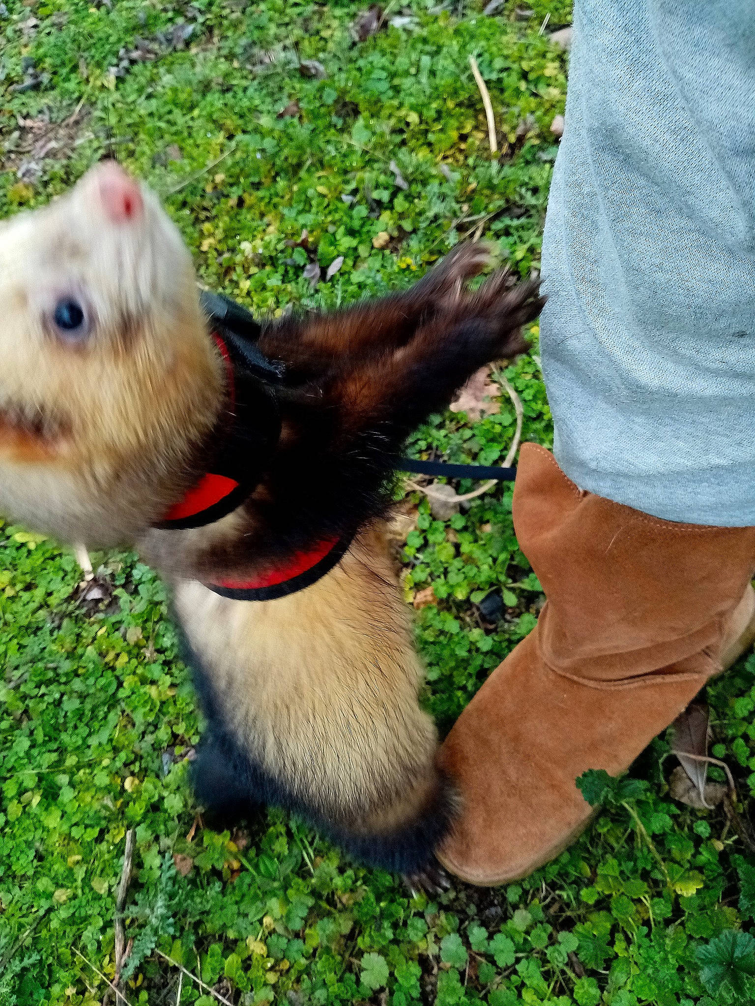 Drago a rejoint le concours — aidez-le/la à gagner de superbes lots ! canidae, carnivore, companion_dog, dog, dog_breed, fawn, ferret, grass, mammal, mustelidae, norwich_terrier, tail