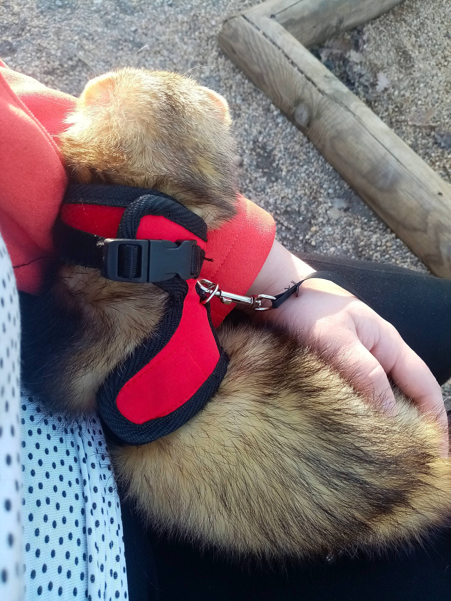 Drago participe au concours pour gagner de l'argent avec cette photo : canidae, carnivore, collar, dog_breed, dog_collar, fawn, fur, hand, leash, snout, tail