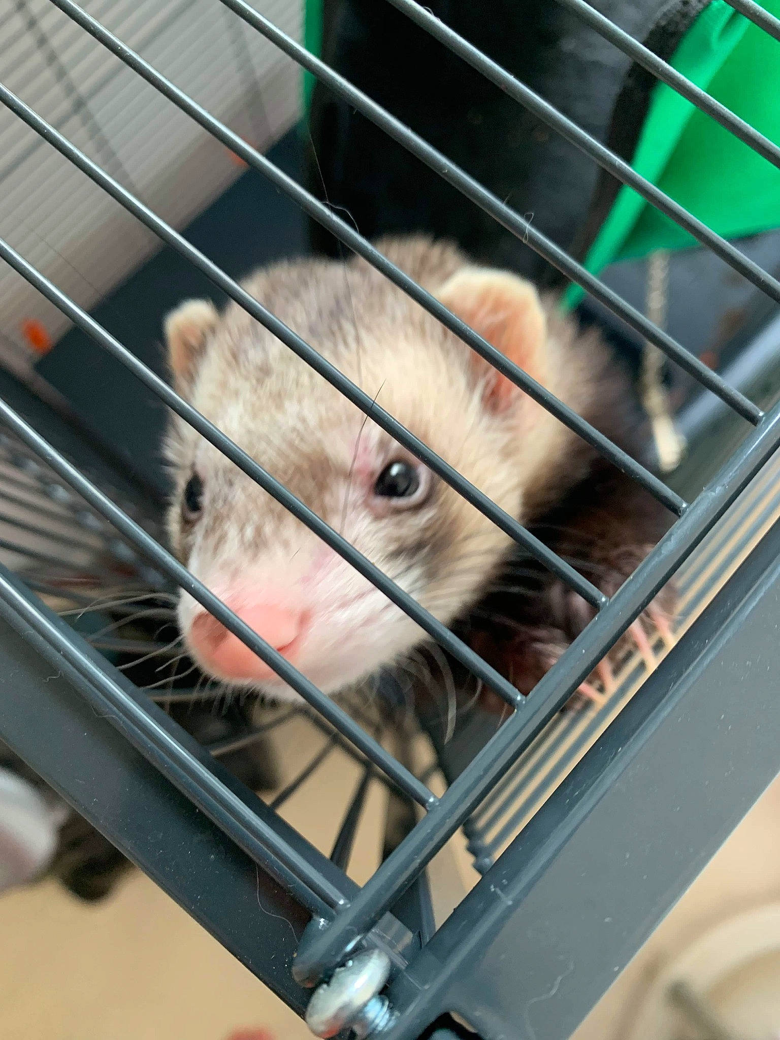 Drago a rejoint le concours — aidez-le/la à gagner de superbes lots ! animal_shelter, cage, dog_crate, gerbil, hamster, muridae, muroidea, pet_supply, rat, rodent, snout, whiskers