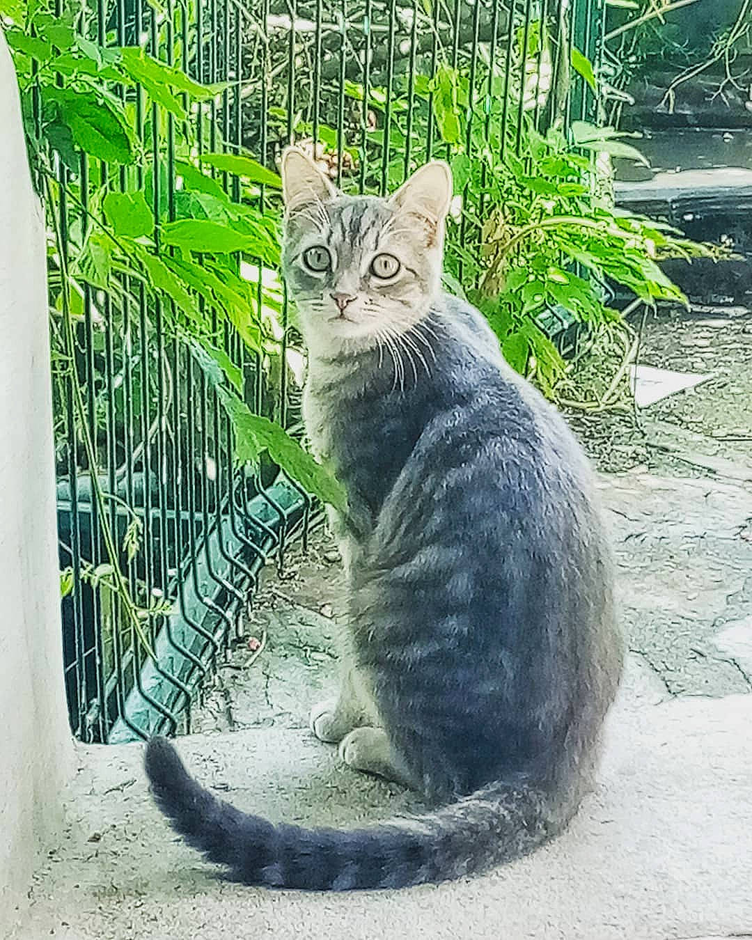 Phenix participe au concours pour gagner de l'argent avec cette photo : carnivore, cat, domestic_short_haired_cat, felidae, mammal, organism, paw, pet_supply, small_to_medium_sized_cats, snout, tail, terrestrial_animal, vertebrate, whiskers