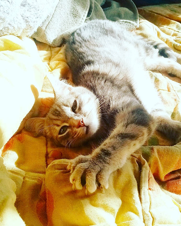 Phenix participe au concours pour gagner de l'argent avec cette photo : american_shorthair, asian, carnivore, cat, claw, domestic_short_haired_cat, european_shorthair, felidae, fur, kitten, nap, paw, small_to_medium_sized_cats, tabby_cat, whiskers