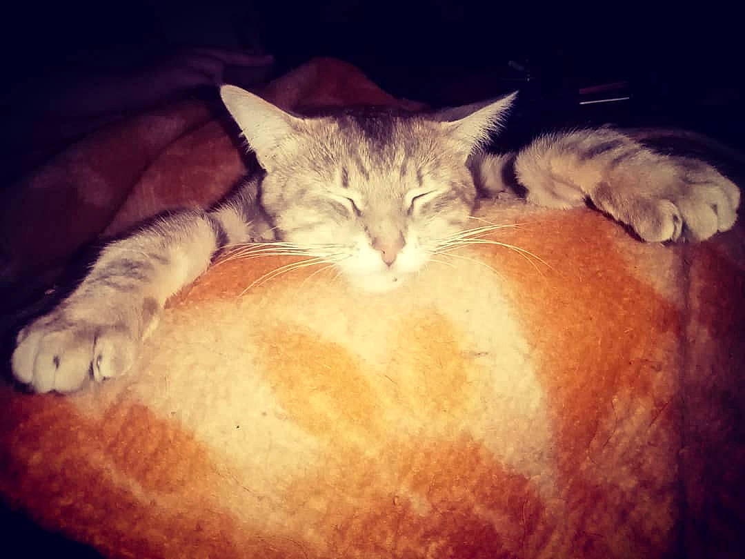 Phenix participe au concours pour gagner de l'argent avec cette photo : carnivore, cat, cat_supply, comfort, domestic_short_haired_cat, felidae, fur, nap, paw, peach, skin, small_to_medium_sized_cats, snout, toe, vertebrate, whiskers