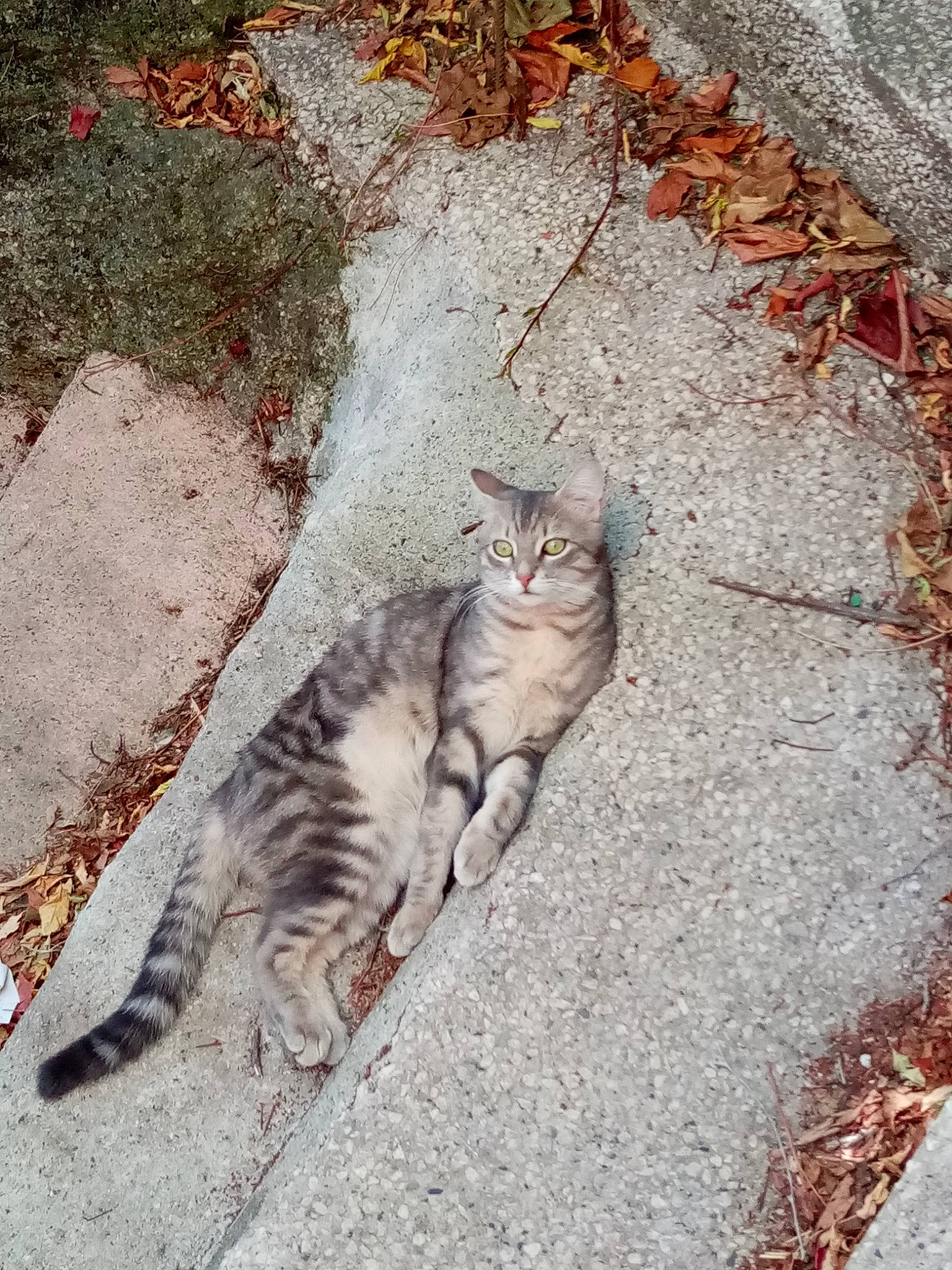 Phenix a rejoint le concours — aidez-le/la à gagner de superbes lots ! carnivore, cat, domestic_short_haired_cat, felidae, fur, organism, small_to_medium_sized_cats, tail, terrestrial_animal, vertebrate, whiskers