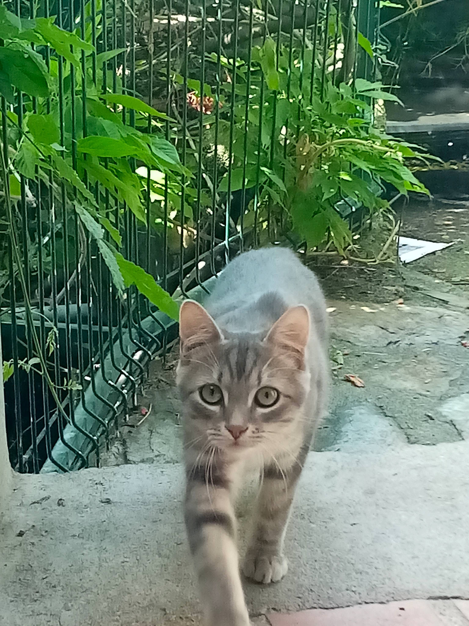 Phenix participe au concours pour gagner de l'argent avec cette photo : carnivore, cat, domestic_short_haired_cat, felidae, fur, mammal, small_to_medium_sized_cats, snout, vertebrate, whiskers