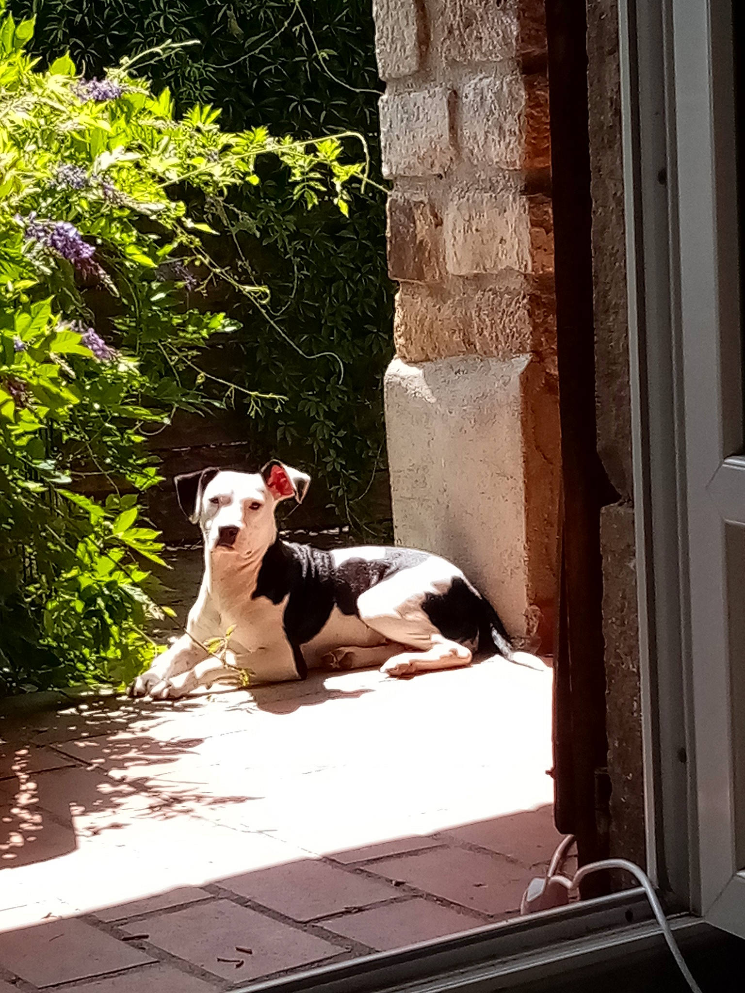 Misty a rejoint le concours — aidez-le/la à gagner de superbes lots ! american_staffordshire_terrier, boston_terrier, canidae, carnivore, dog, dog_breed, fawn, fox_terrier, galgo_espanol, guard_dog, italian_greyhound, jack_russell_terrier, non_sporting_group, sunlight, whippet, window