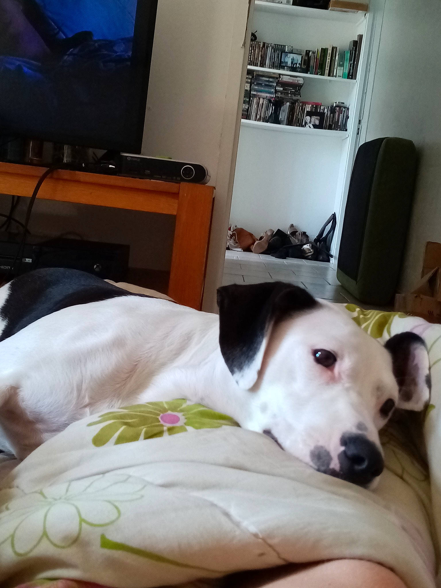 Misty a rejoint le concours — aidez-le/la à gagner de superbes lots ! bed, canidae, carnivore, companion_dog, dog, dog_breed, furniture, greyhound, jack_russell_terrier, mammal, nose, pointer, snout, sporting_group