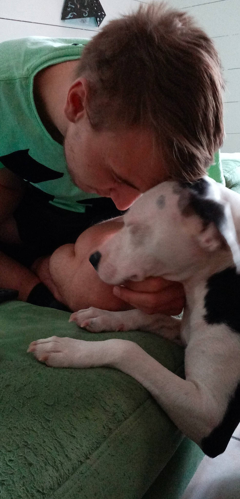 Misty a rejoint le concours — aidez-le/la à gagner de superbes lots ! canidae, carnivore, dalmatian, dog, dog_breed, dogo_argentino, fawn, great_dane, guard_dog, mammal, non_sporting_group, nose, pit_bull, puppy_love, vertebrate