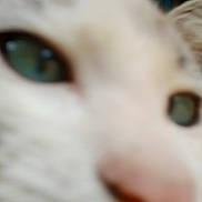 Racoon is registered to the contest to win money with this photo: cat, close_up, blurry, face, animal, pet, whiskers, eye, nose, feline, fur, indoor, macro, green_eye, soft_focus, muzzle, cute, blur, texture, portrait