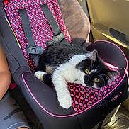 Socks is registered to the contest to win money with this photo: cat, car_seat, child_seat, black_and_white, furry, pet, vehicle_interior, window, sunlight, yellow_eyes, relaxing, seat_belt, cosco, carpet, person_arm, pink_pattern, animal, domestic_cat, resting, indoor