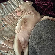 Roxie joined the competition — help win amazing prizes! puppy, dog, sleeping, white, quilt, bed, blanket, relaxed, cozy, cute, pet, animal, indoor, resting, young, fur, snout, paw, tail, human_leg