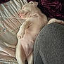 puppy, dog, sleeping, white, quilt, bed, blanket, relaxed, cozy, cute, pet, animal, indoor, resting, young, fur, snout, paw, tail, human_leg