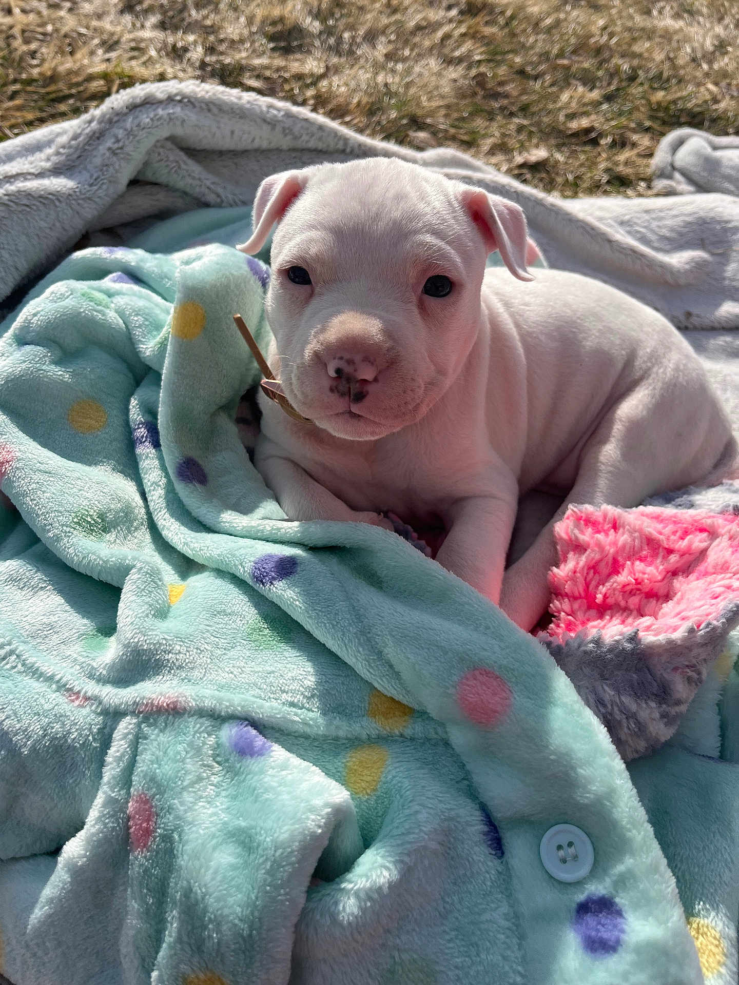 Roxie joined the competition — help win amazing prizes! puppy, dog, white_dog, blanket, polka_dot, outdoor, grass, sunlight, cute, young_dog, pet, animal, fur, resting, cozy, soft_texture, collar, nature, adorable, playful
