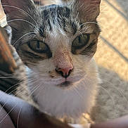 Kayla joined the competition — help win amazing prizes! animal, blurred_background, cat, close_up, curious, cute, domestic_cat, ears, eyes, face, feline, fur, indoor, looking_at_camera, nose, pet, portrait, soft_light, tabby, whiskers