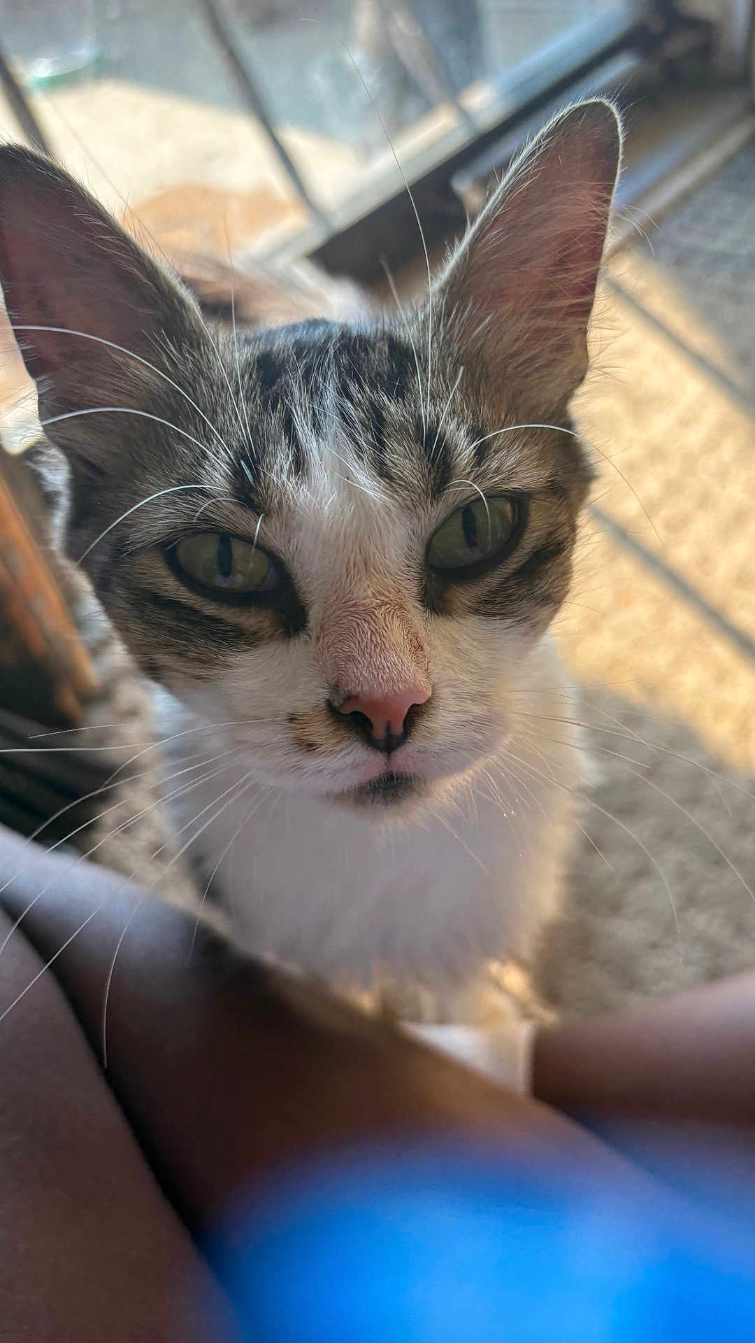 Kayla joined the competition — help win amazing prizes! animal, blurred_background, cat, close_up, curious, cute, domestic_cat, ears, eyes, face, feline, fur, indoor, looking_at_camera, nose, pet, portrait, soft_light, tabby, whiskers