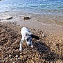 puppy, dog, beach, sea, water, waves, rocks, pebbles, shore, outdoor, sunlight, sky, marine, playful, animal, nature, coast, summer, landscape, young