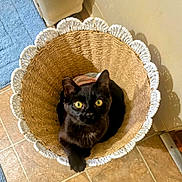 Dinah is registered to the contest to win money with this photo: black_cat, cat, basket, woven_basket, yellow_eyes, indoor, tile_floor, blue_rug, curious, pet, animal, cozy, looking_up, scalloped_edge, home, feline, floor, domestic_cat, resting, cute