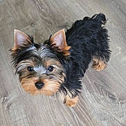 Rocky is registered to the contest to win money with this photo: adorable, animal, black_and_tan, close_up, companion_animal, cute, dog, fluffy, home, indoors, long_hair, looking_up, pet, pointed_ears, portrait, puppy, small_dog, standing, wood_floor, yorkshire_terrier