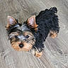 adorable, animal, black_and_tan, close_up, companion_animal, cute, dog, fluffy, home, indoors, long_hair, looking_up, pet, pointed_ears, portrait, puppy, small_dog, standing, wood_floor, yorkshire_terrier