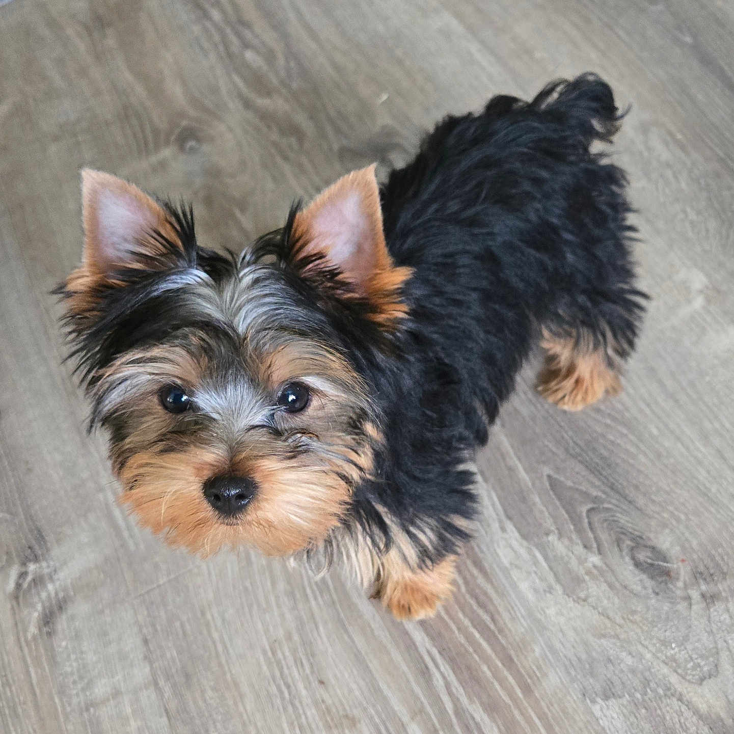 Rocky is registered to the contest to win money with this photo: adorable, animal, black_and_tan, close_up, companion_animal, cute, dog, fluffy, home, indoors, long_hair, looking_up, pet, pointed_ears, portrait, puppy, small_dog, standing, wood_floor, yorkshire_terrier