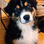 Pakkun a rejoint le concours — aidez-le/la à gagner de superbes lots ! alcohol, animal, beer, beverage, bottle, canine, cockerspaniel, collie, dog, furniture, hardwood, hound, husky, indoors, interiordesign, person, pet, puppy, table, wood