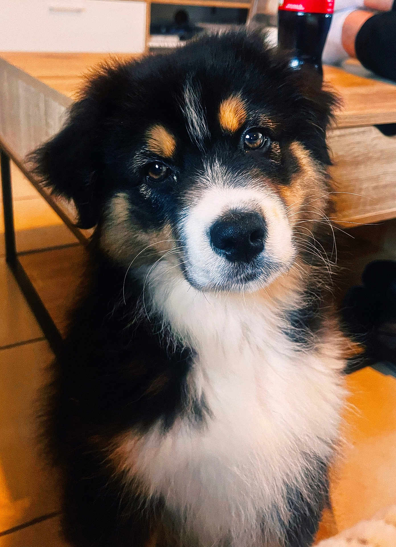 Pakkun a rejoint le concours — aidez-le/la à gagner de superbes lots ! alcohol, animal, beer, beverage, bottle, canine, cockerspaniel, collie, dog, furniture, hardwood, hound, husky, indoors, interiordesign, person, pet, puppy, table, wood