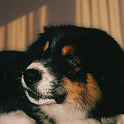 Pakkun a rejoint le concours — aidez-le/la à gagner de superbes lots ! animal, appenzeller, beagle, bodypart, canine, cat, cockerspaniel, collie, dog, head, hound, manx, mouth, papillon, person, pet, puppy, sleeping, snout