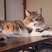 Merlin is registered to the contest to win money with this photo: animal, black_cat_decoration, cat, cozy, curtains, decor, feline, fluffy, fur, halloween, home, indoor, orange, paw, pet, pumpkin, relaxed, table, window, wooden_table