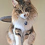 Merlin joined the competition — help win amazing prizes! animal, cat, cat_tree, close_up, collar, curious, cute, domestic_cat, ears, feline, fluffy, fur, indoor, long_hair, paws, pet, portrait, sitting, tag, whiskers