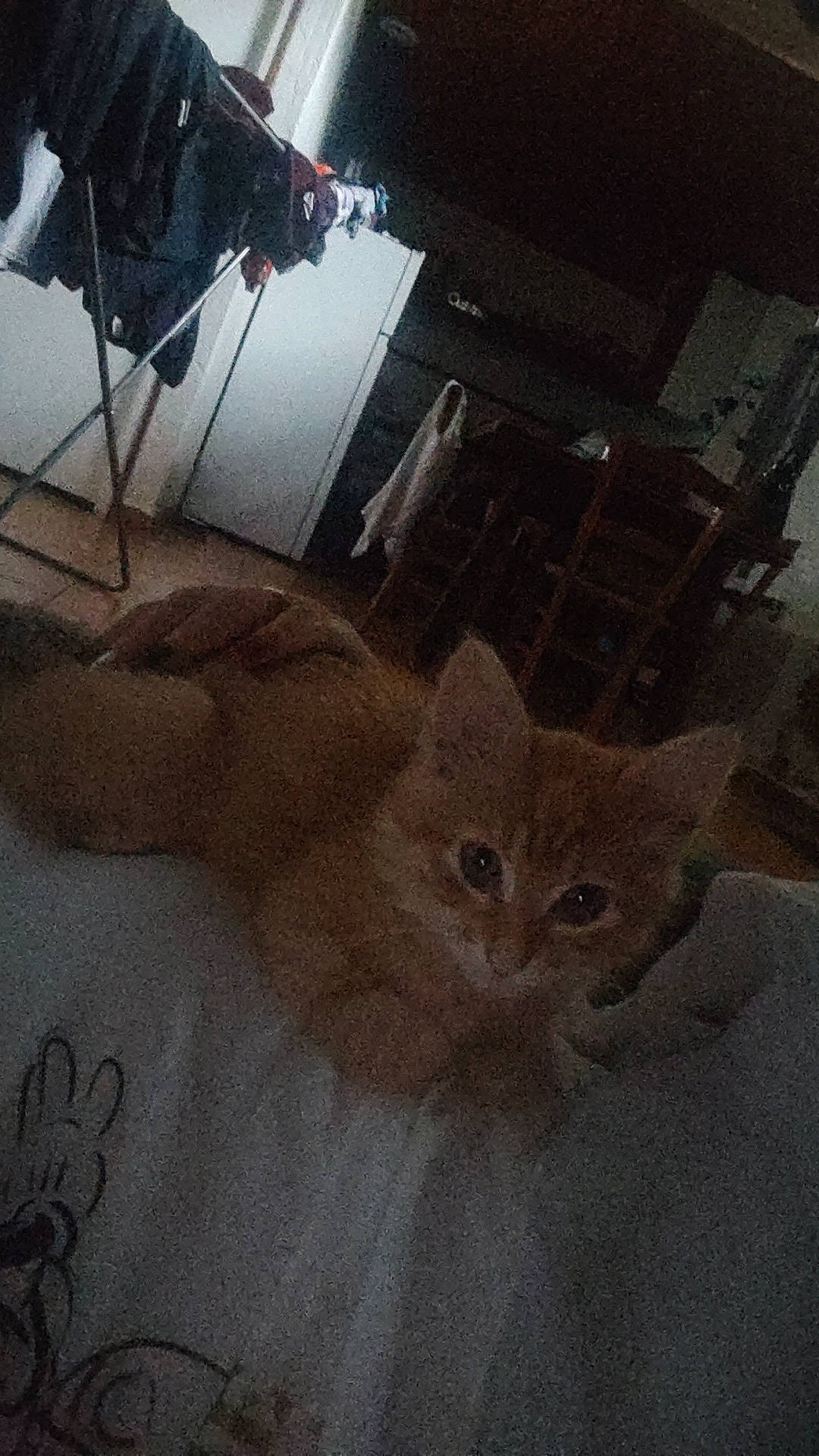 Tigrou a rejoint le concours — aidez-le/la à gagner de superbes lots ! art, carnivore, cat, chair, cloud, comfort, domestic_short_haired_cat, fawn, felidae, floor, flooring, fur, hardwood, house, room, small_to_medium_sized_cats, tail, terrestrial_animal, whiskers, wood