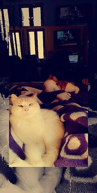 Nala a rejoint le concours — aidez-le/la à gagner de superbes lots ! bedding, canidae, carnivore, cat, comfort, domestic_short_haired_cat, fawn, felidae, flooring, fur, hardwood, linens, mammal, picture_frame, room, small_to_medium_sized_cats, tail, whiskers, window, wood