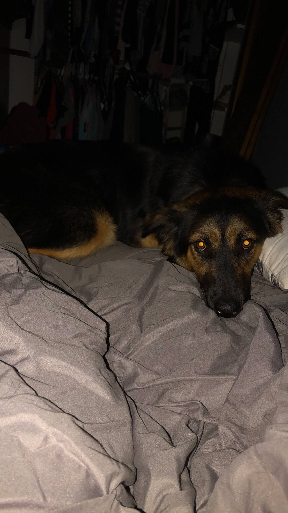 Marley Mae joined the competition — help win amazing prizes! canidae, carnivore, companion_dog, dog, dog_breed, fur, puppy, snout, sporting_group