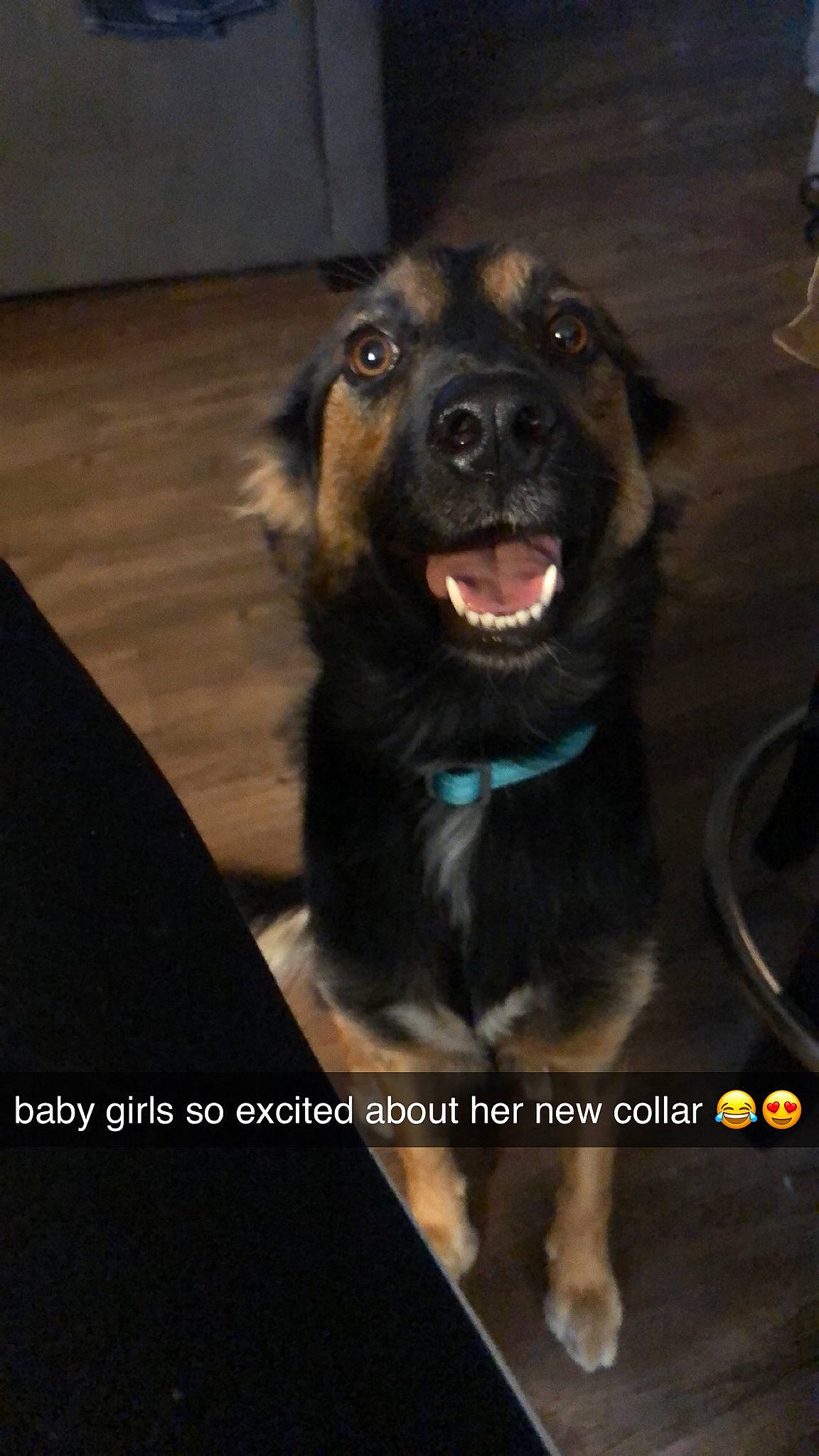 Marley Mae joined the competition — help win amazing prizes! canidae, carnivore, dog, dog_breed, german_shepherd_dog, hovawart, mammal, photo_caption, police_dog, snout, sporting_group, vertebrate, working_dog