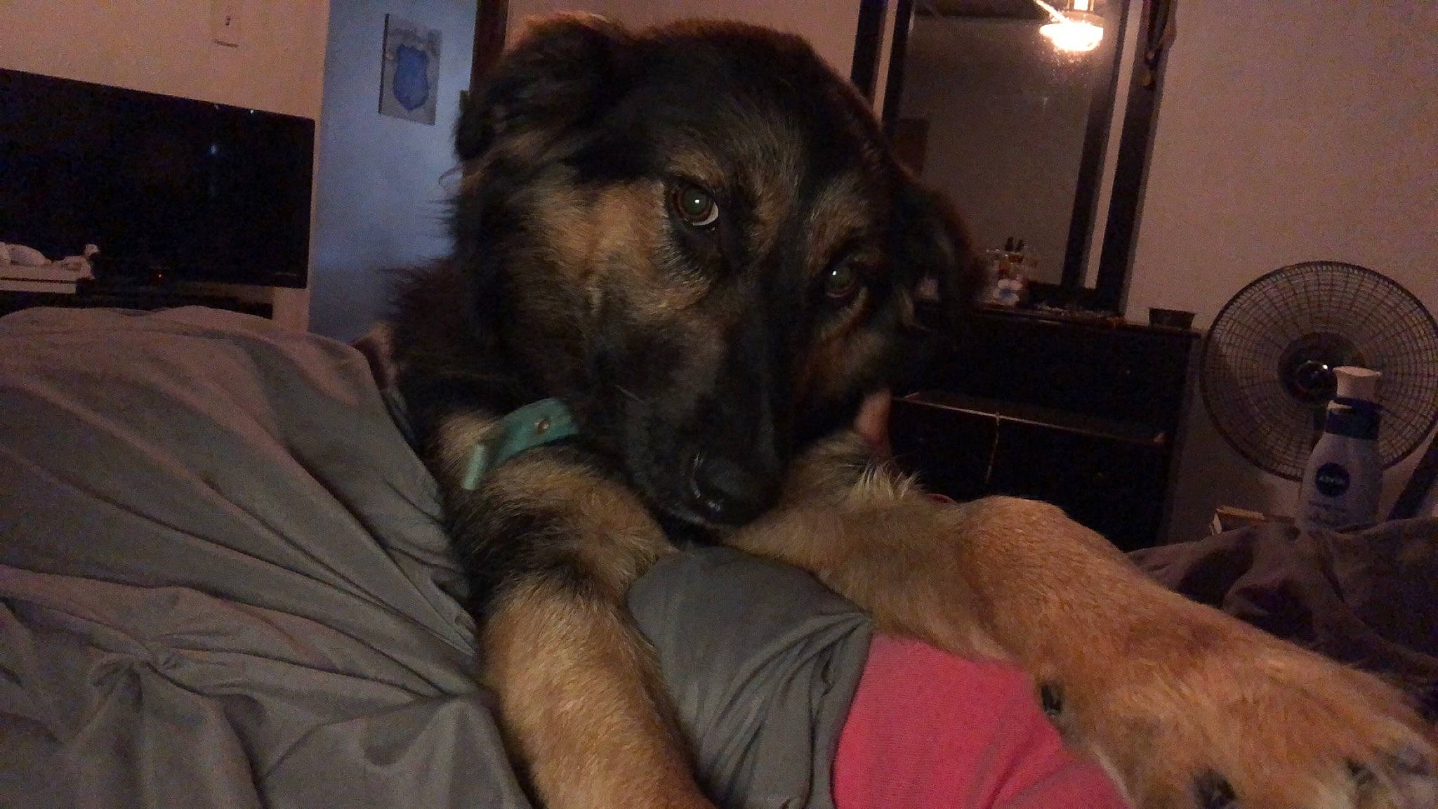 Marley Mae joined the competition — help win amazing prizes! belgian_shepherd_malinois, canidae, carnivore, dog, dog_breed, german_shepherd_dog, leonberger, mammal, old_german_shepherd_dog, puppy, sarplaninac, snout, sporting_group, vertebrate