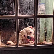 Tru joined the competition — help win amazing prizes! dog, window, glass, paws, tongue, curious, indoor, dirty_window, reflection, animal, pet, white_dog, close_up, night, home, looking, snout, ears, muzzle, playful