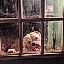 animal, close_up, curious, dirty_window, dog, ears, glass, home, indoor, looking, muzzle, night, paws, pet, playful, reflection, snout, tongue, white_dog, window