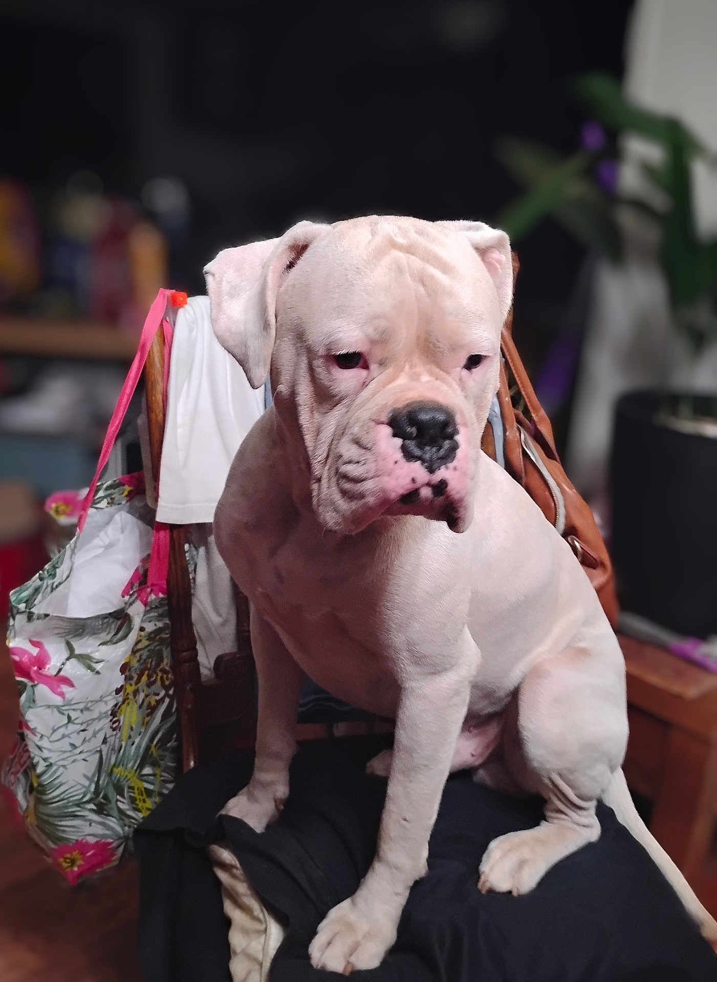 Tru is registered to the contest to win money with this photo: dog, boxer, white_dog, sitting, chair, indoor, pet, animal, fur, face, ears, paws, wooden_chair, clothing, bag, plant, blurred_background, houseplant, domestic, portrait