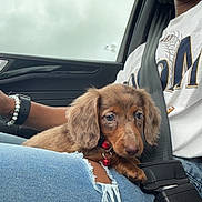 Olive Mae is registered to the contest to win money with this photo: accessories, animal, baseballcap, belt, canine, cap, car, clothing, cockerspaniel, cushion, dog, hat, homedecor, hound, pants, pet, puppy, t_shirt, transportation, vehicle