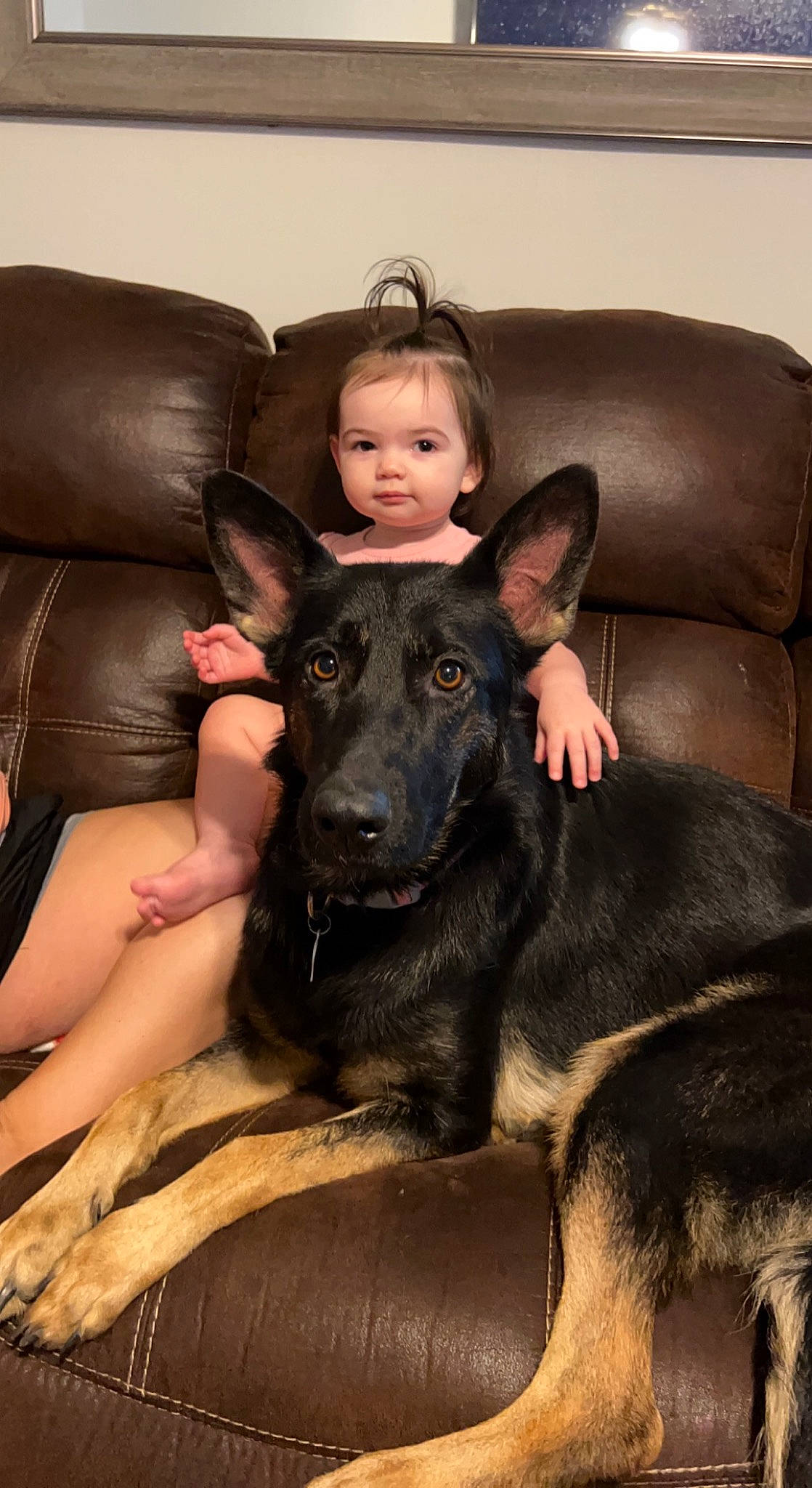 Madilynn is registered to the contest to win money with this photo: canidae, carnivore, comfort, companion_dog, dog, dog_breed, ear, fawn, foot, head, human_leg, lap, mammal, person, sitting, snout, sporting_group, thigh, throat, vertebrate