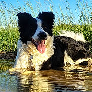 Sadie joined the competition — help win amazing prizes! dog, border_collie, water, puddle, grass, outdoor, sunlight, tongue_out, happy, animal, nature, reflection, summer, pet, canine, black_and_white, fur, playful, daytime, field