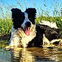 dog, border_collie, water, puddle, grass, outdoor, sunlight, tongue_out, happy, animal, nature, reflection, summer, pet, canine, black_and_white, fur, playful, daytime, field
