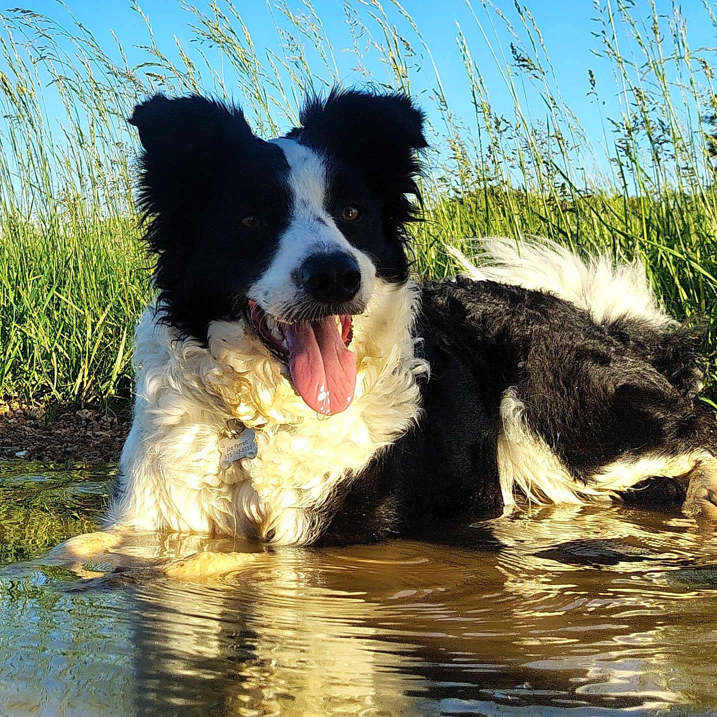 Sadie joined the competition — help win amazing prizes! animal, black_and_white, border_collie, canine, daytime, dog, field, fur, grass, happy, nature, outdoor, pet, playful, puddle, reflection, summer, sunlight, tongue_out, water