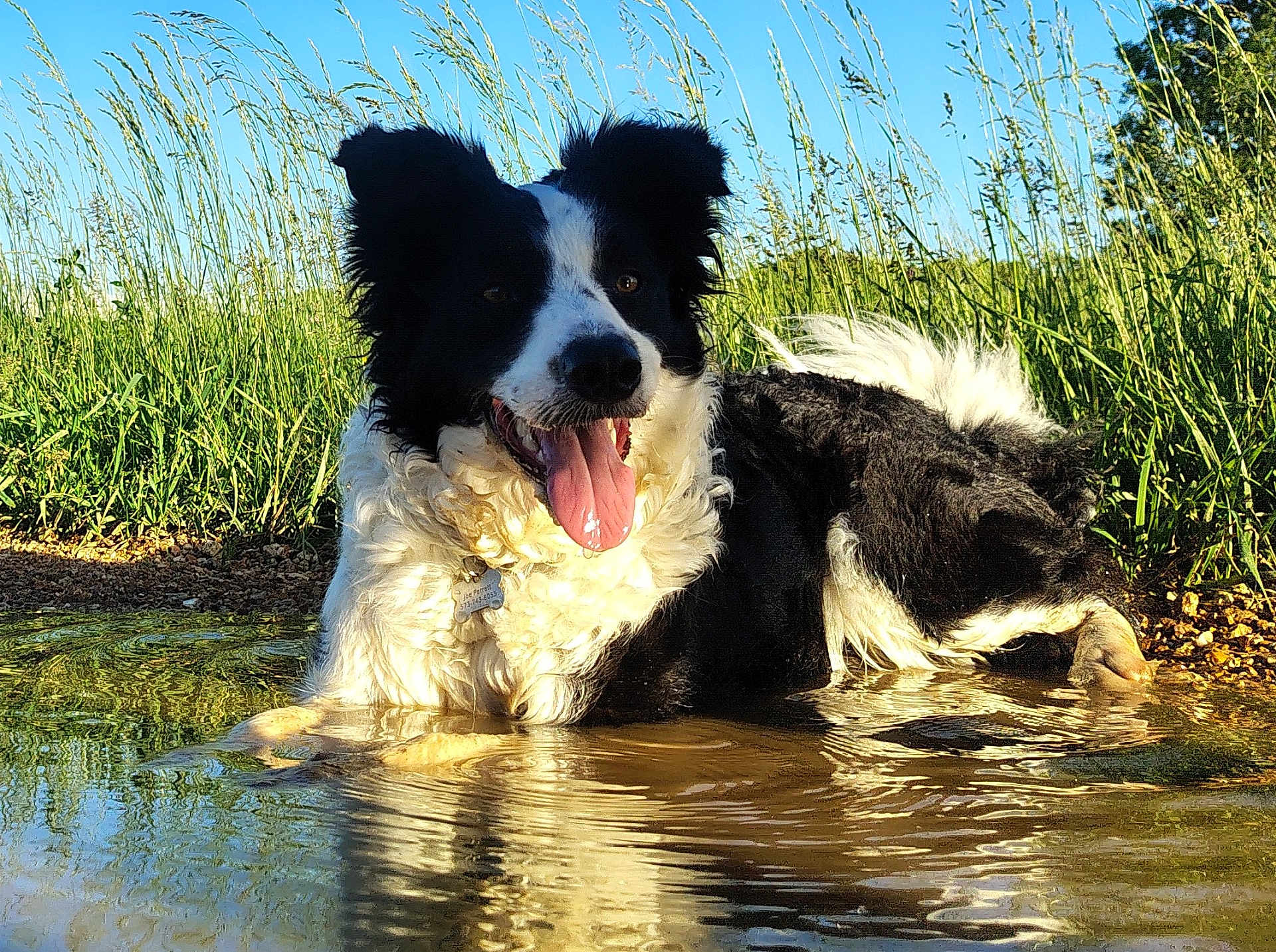 Sadie joined the competition — help win amazing prizes! dog, border_collie, water, puddle, grass, outdoor, sunlight, tongue_out, happy, animal, nature, reflection, summer, pet, canine, black_and_white, fur, playful, daytime, field