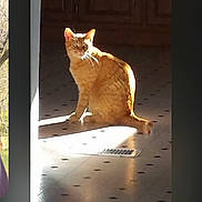 Rusty is registered to the contest to win money with this photo: cat, orange_tabby, indoor, sunlight, floor, tile, cabinet, wooden_cabinet, pet, animal, domestic_cat, sitting, sunbeam, shadow, feline, whiskers, ears, tail, house, cozy