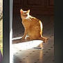 cat, orange_tabby, indoor, sunlight, floor, tile, cabinet, wooden_cabinet, pet, animal, domestic_cat, sitting, sunbeam, shadow, feline, whiskers, ears, tail, house, cozy