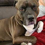 King is registered to the contest to win money with this photo: dog, pitbull, pet, close_up, indoor, couch, leather_sofa, red_blanket, brown_coat, white_chest, paw, nose, eyes, relaxed, portrait, companion, tattoo, person_arm, living_room, whiskers